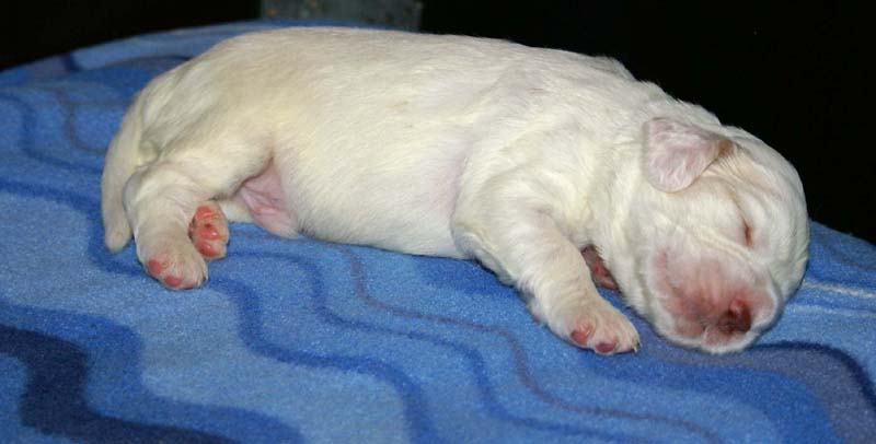 Clock-babies_13days_old_g