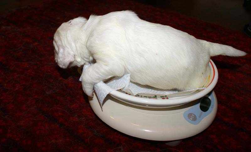 Clock-babies_13days_old_i