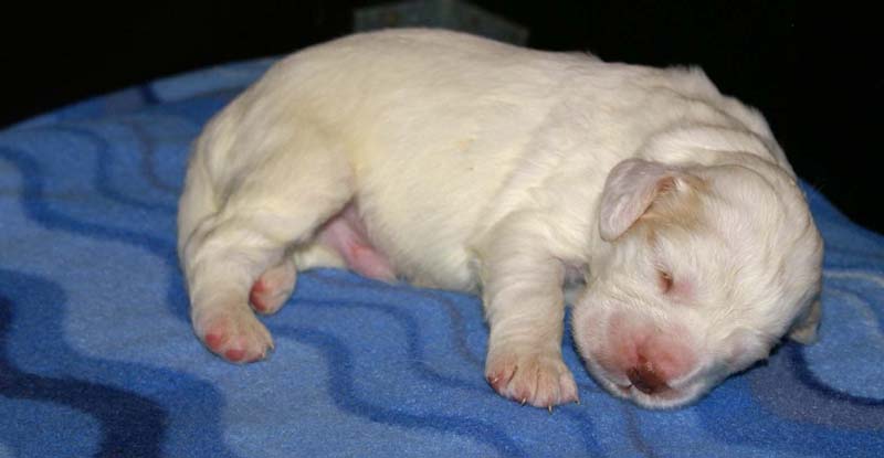 Clock-babies_13days_old_j