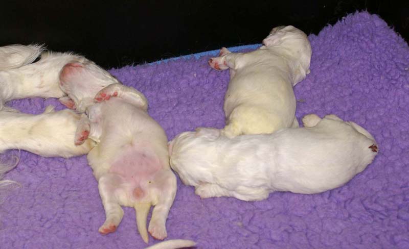 Clock-babies_13days_old_l