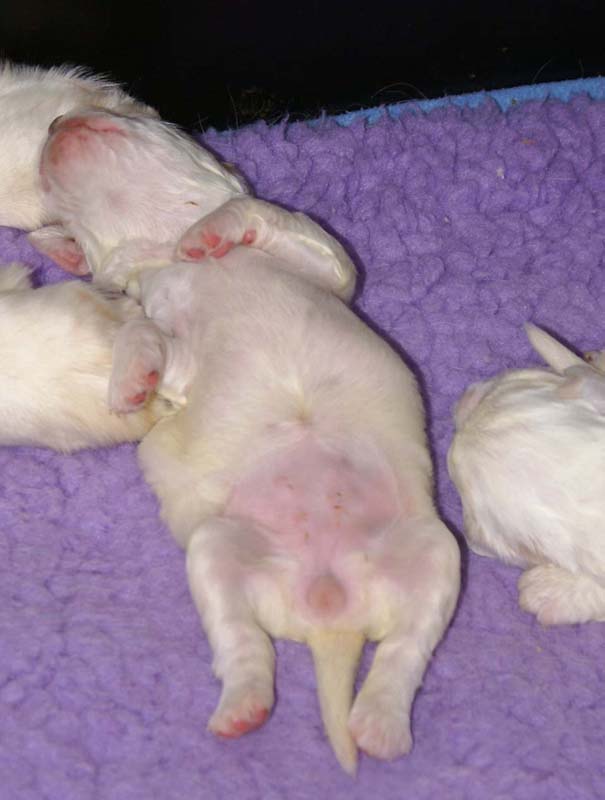 Clock-babies_13days_old_m