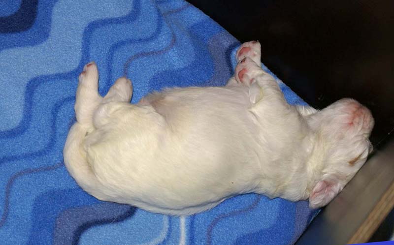 Clock-babies_13days_old_n