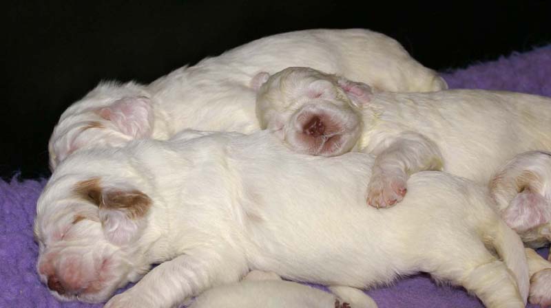 Clock-babies_13days_old_o