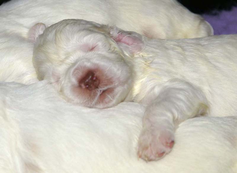 Clock-babies_13days_old_p