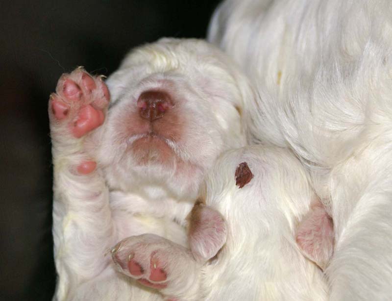 Clock-babies_13days_old_r