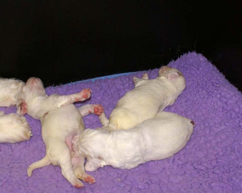 Clock-babies_13days_old_u