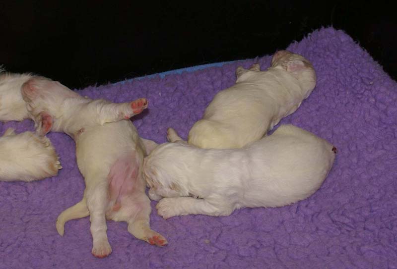 Clock-babies_13days_old_v