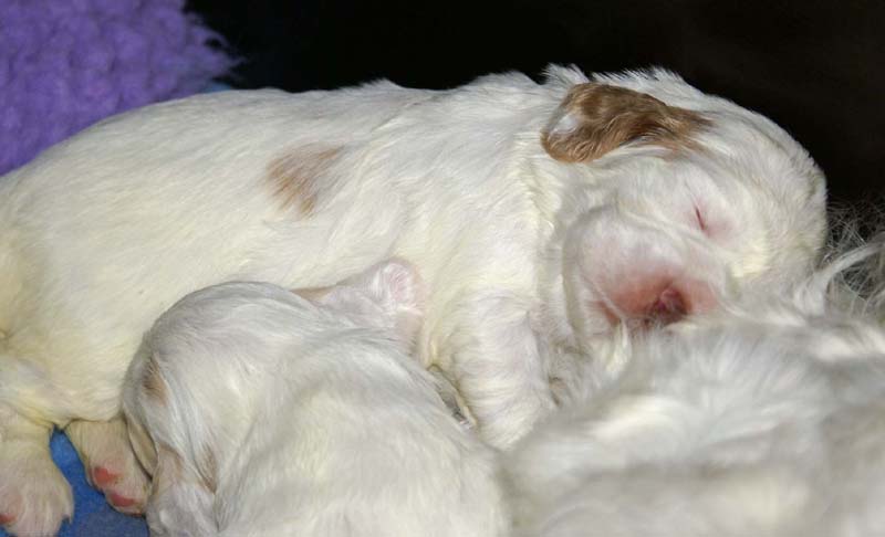 Clock-babies_13days_old_x_1