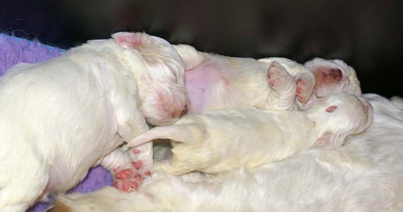 Clock-babies_13days_old_y