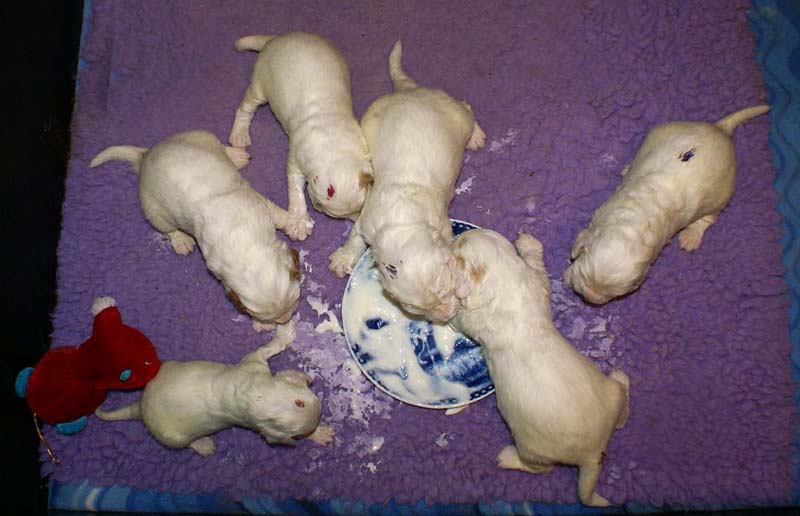 Clock-babies_13days_old_y_1