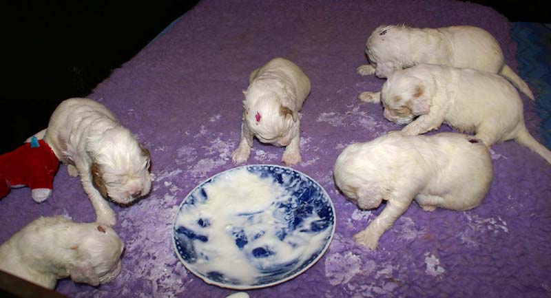 Clock-babies_13days_old_z_1