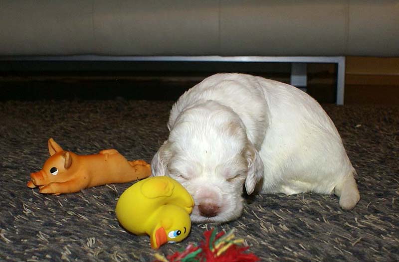 boy_bronze_tail_20days_d