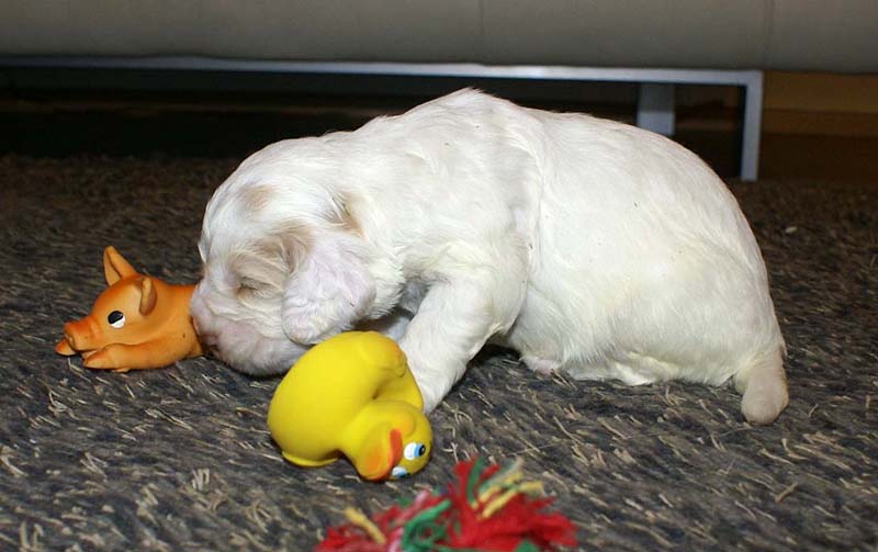 boy_bronze_tail_20days_e