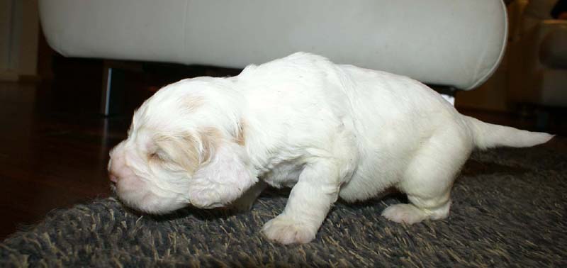 boy_bronze_tail_20days_j