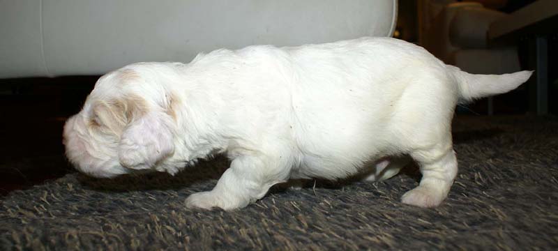 boy_bronze_tail_20days_k