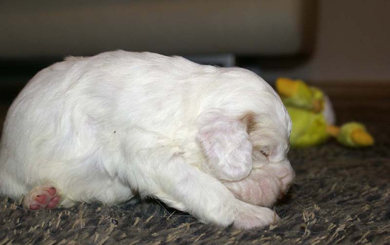 boy_bronze_tail_20days_l