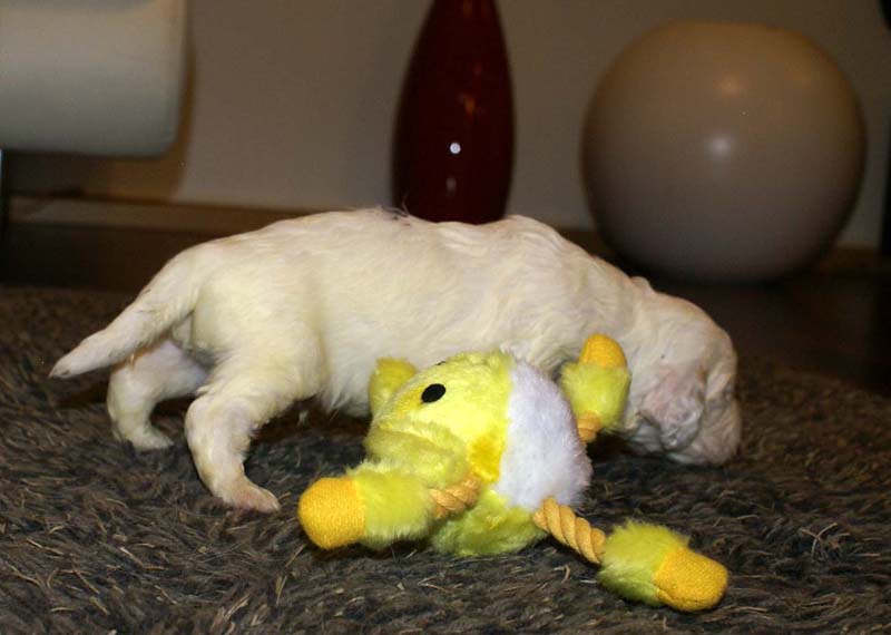 boy_purple_back_20days_e