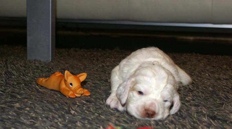 boy_purple_head_20days_a