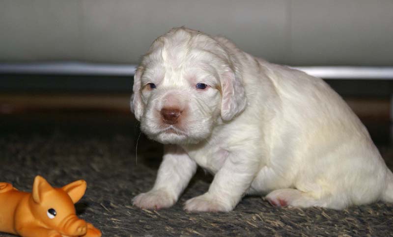 boy_purple_head_20days_f