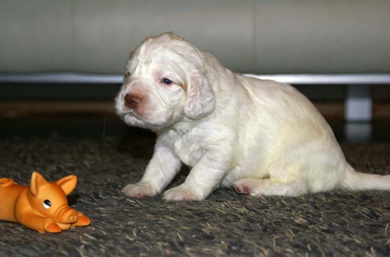 boy_purple_head_20days_g