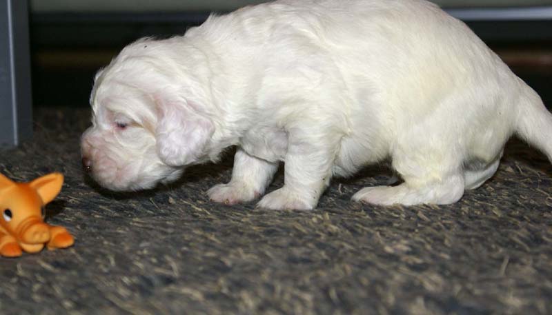 boy_purple_head_20days_h