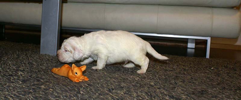 boy_purple_head_20days_k