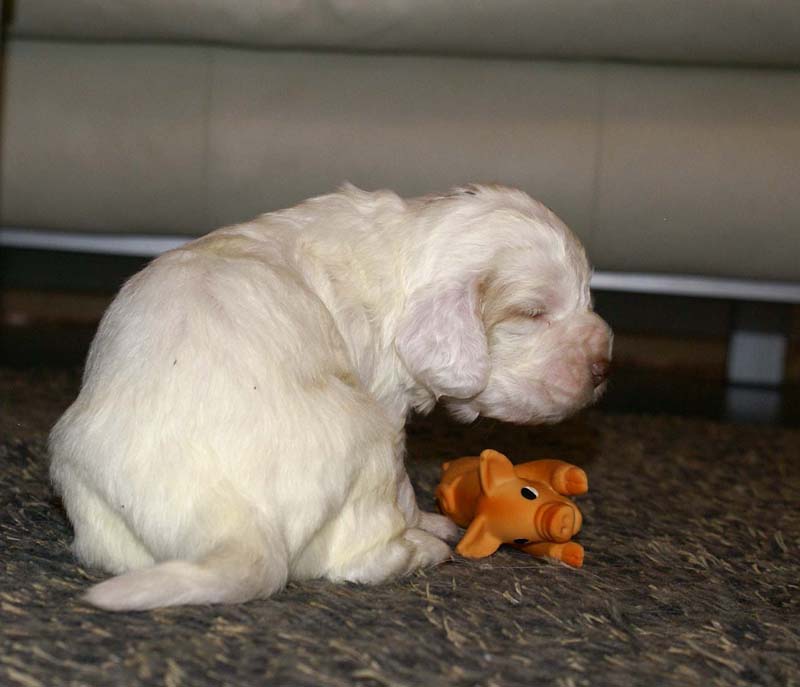 boy_purple_head_20days_l