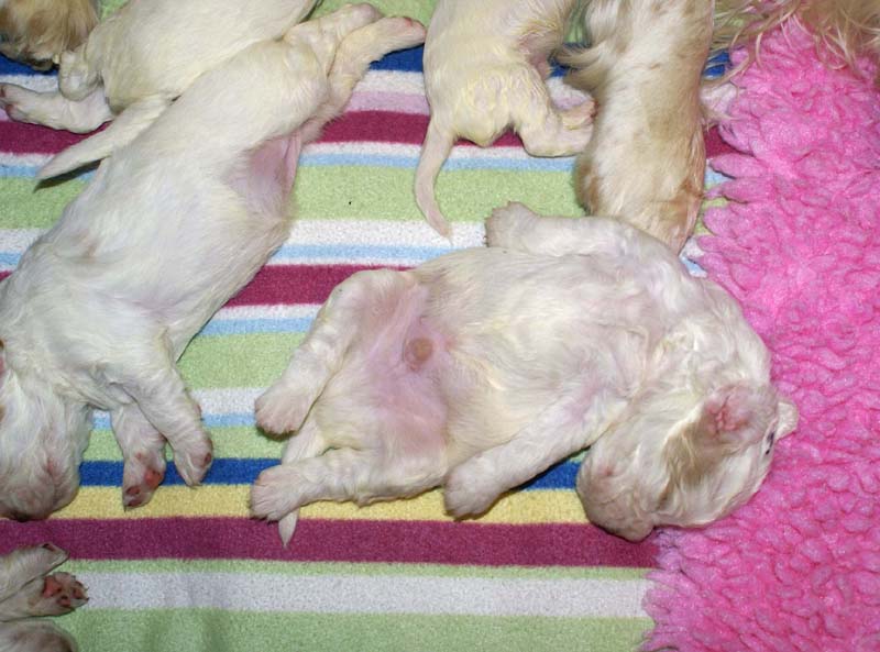 boy_purple_head_20days_o