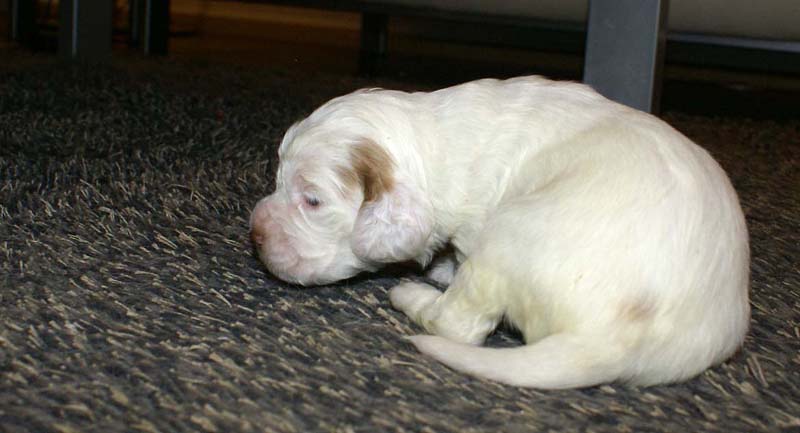 girl_pink_head_20days_h