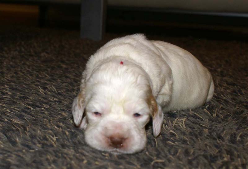 girl_pink_head_20days_l