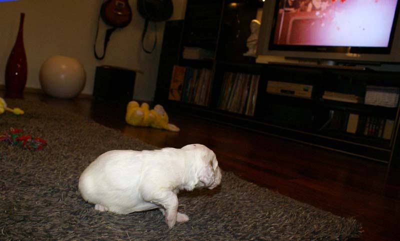 girl_pink_head_20days_n