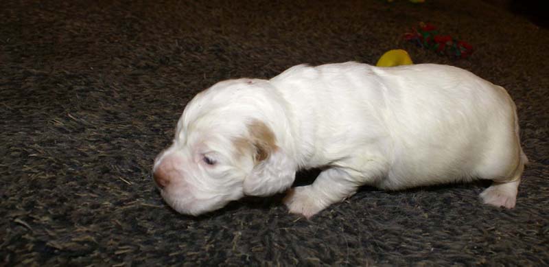 girl_pink_head_20days_o