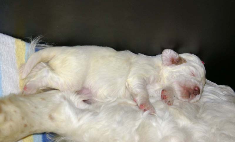 girl_pink_head_20days_q