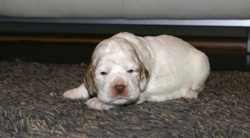 girl_pink_tail_20days_c