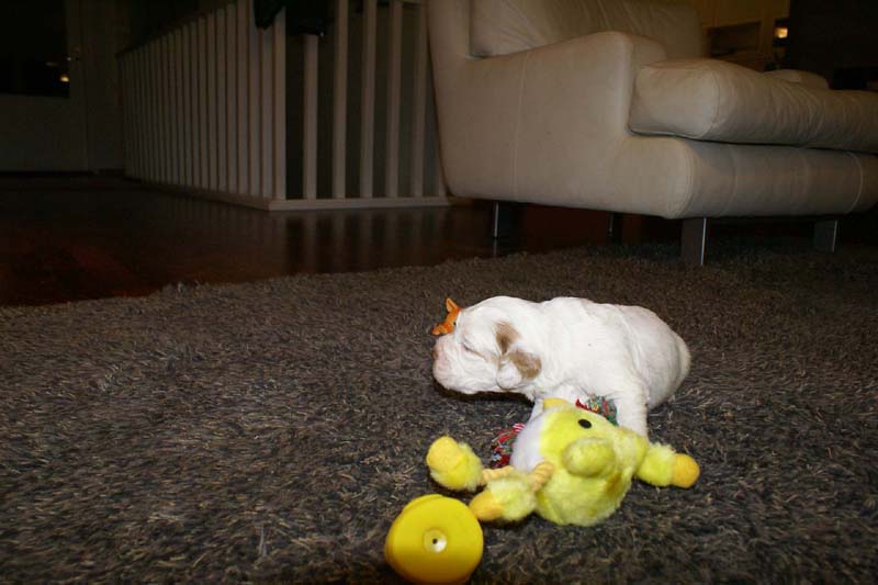 girl_pink_tail_20days_g