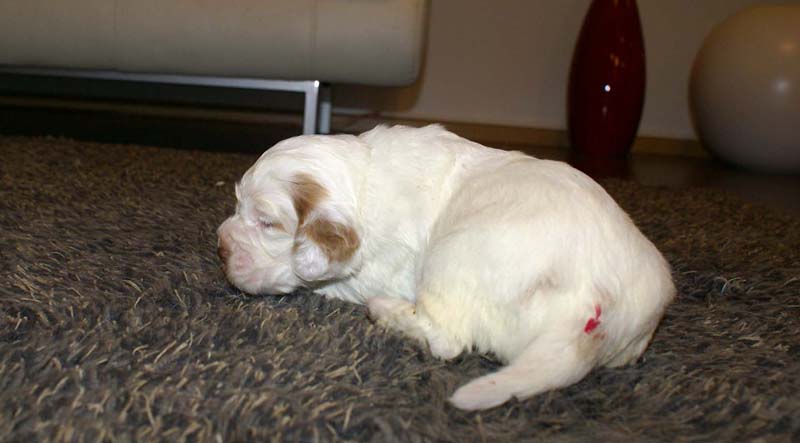 girl_pink_tail_20days_k