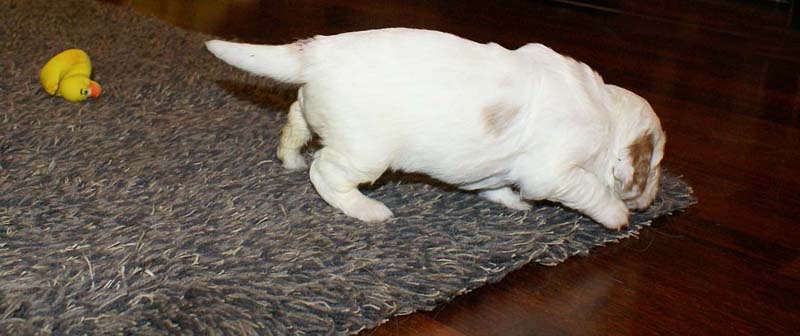 girl_pink_tail_20days_p