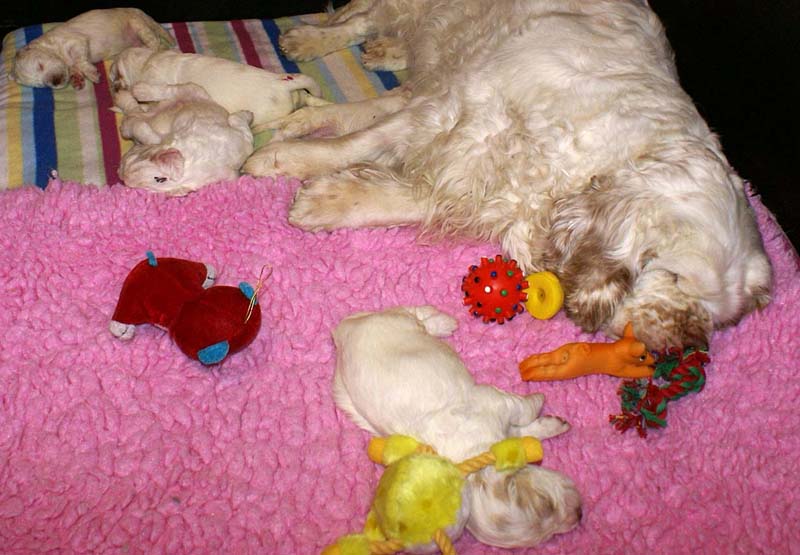 pups_20days_clock-babies