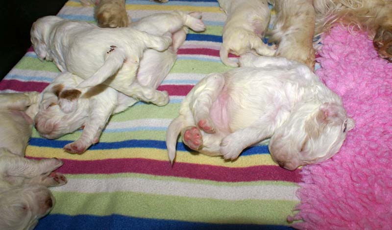 pups_20days_clock-babies_b