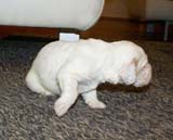 boy_bronze_tail_20days_i