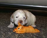 girl_pink_head_20days_b