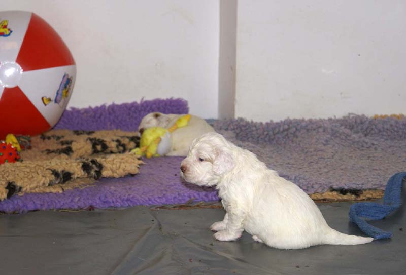 Clock-babies_23_days_old_a