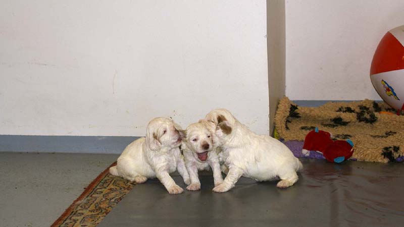 Clock-babies_23_days_old_c