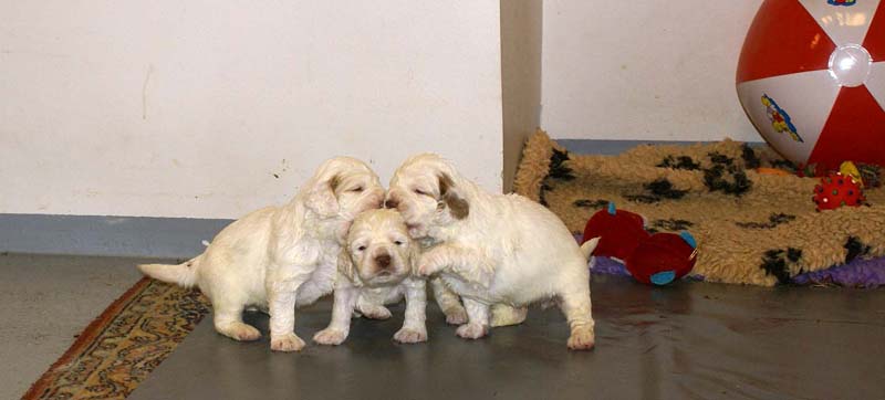 Clock-babies_23_days_old_d