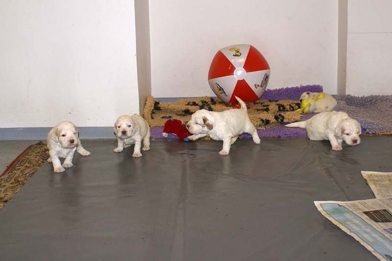 Clock-babies_23_days_old_e