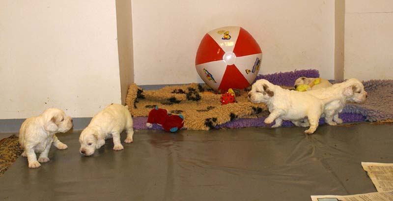 Clock-babies_23_days_old_f