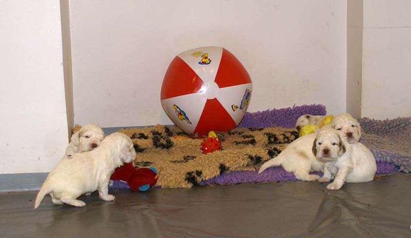 Clock-babies_23_days_old_g