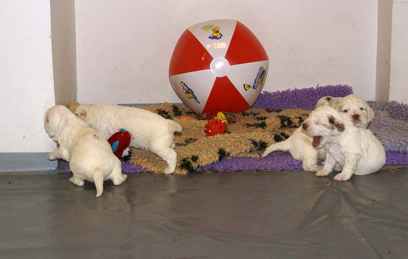 Clock-babies_23_days_old_h