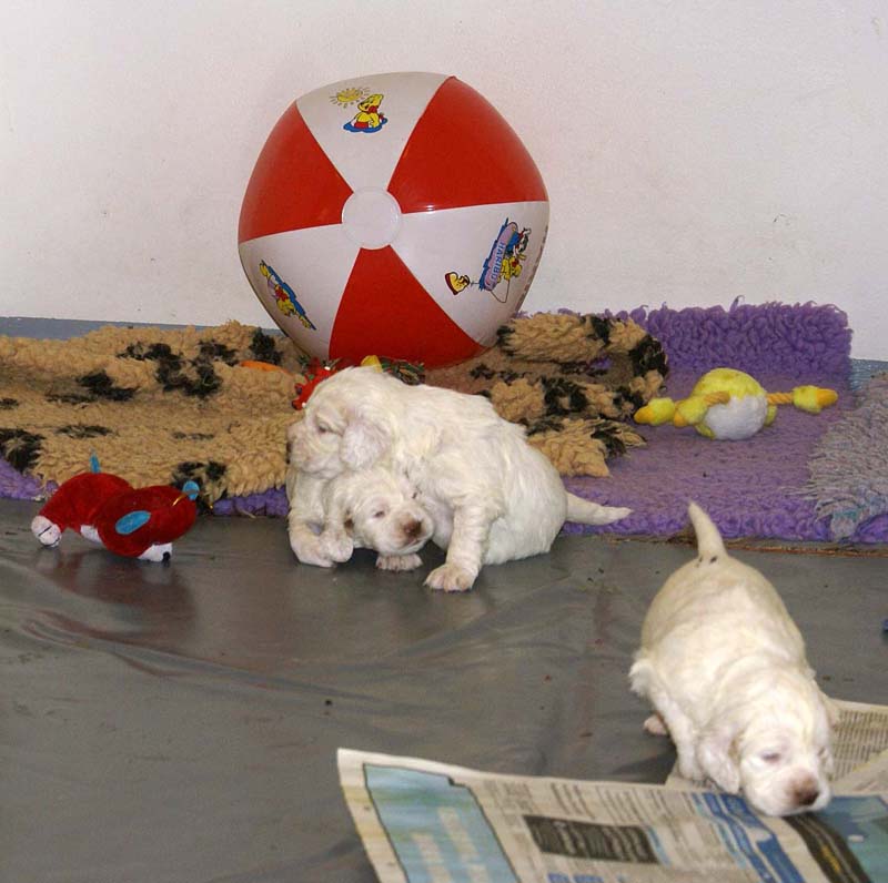 Clock-babies_23_days_old_j