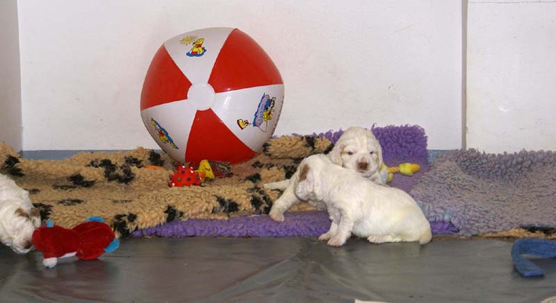 Clock-babies_23_days_old_m